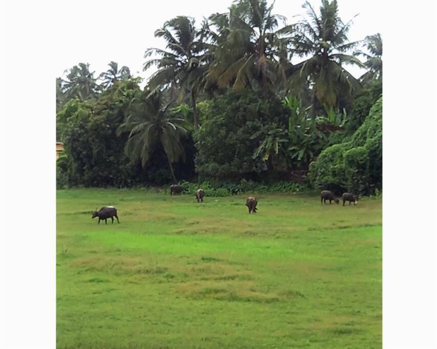 Cockerel Homestay - Traditional Beach Village - Goa Canacona Exteriör bild